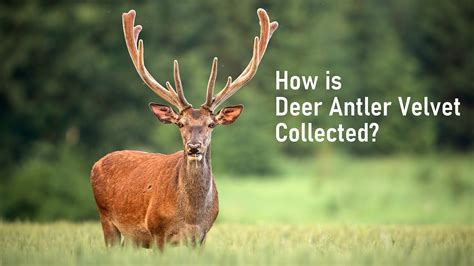 deer antler spray studies